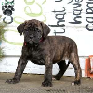 Melissa, English Mastiff Puppy