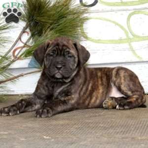 Melissa, English Mastiff Puppy