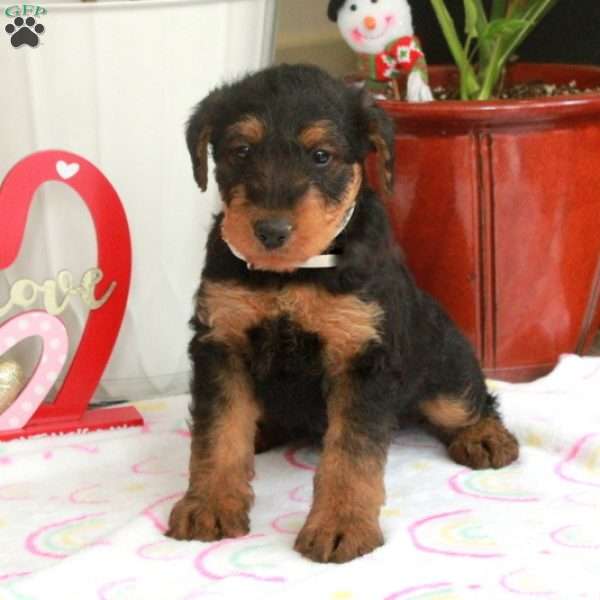 Merry, Airedale Terrier Puppy