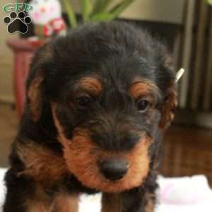 Merry, Airedale Terrier Puppy