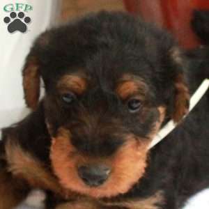 Merry, Airedale Terrier Puppy
