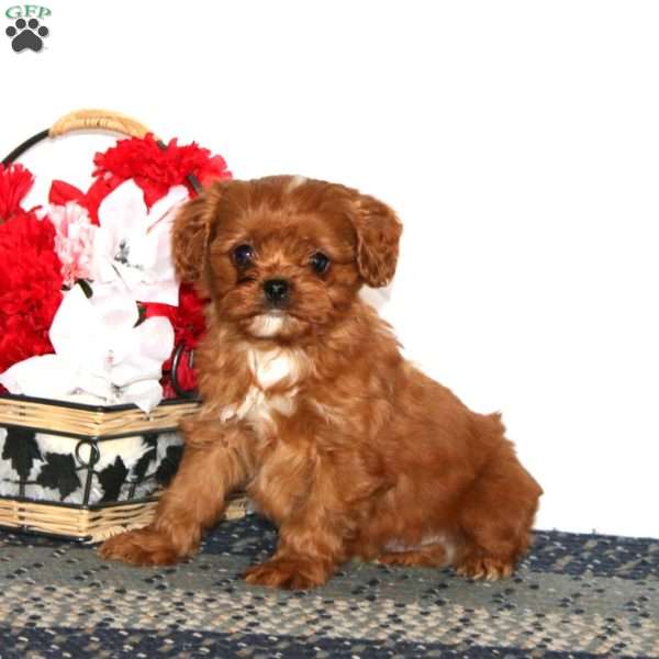 Mervin, Cavapoo Puppy