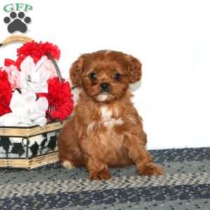 Mervin, Cavapoo Puppy
