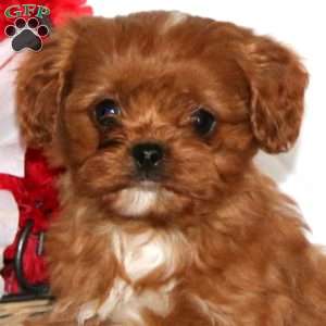 Mervin, Cavapoo Puppy