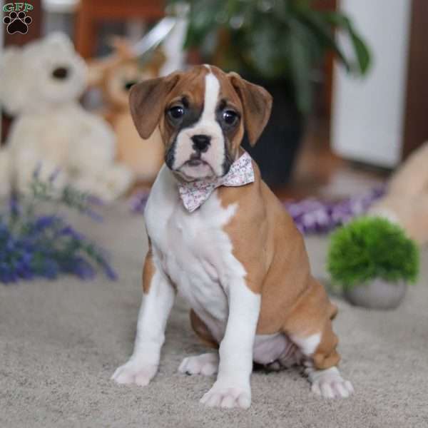 Mia, Boxer Puppy
