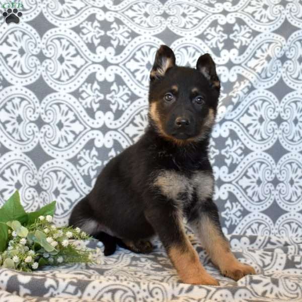 Mia, German Shepherd Puppy