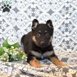 Mia, German Shepherd Puppy