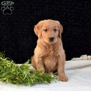 Mia, Golden Retriever Puppy
