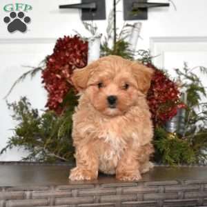 Mia, Maltipoo Puppy