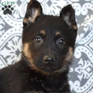 Mia, German Shepherd Puppy