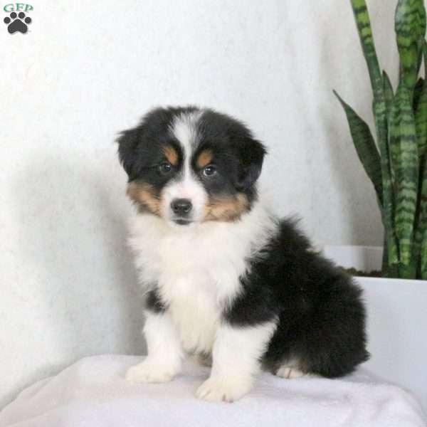 Micah, Miniature Australian Shepherd Puppy
