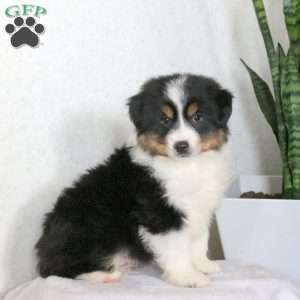 Micah, Miniature Australian Shepherd Puppy