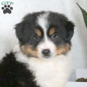 Micah, Miniature Australian Shepherd Puppy