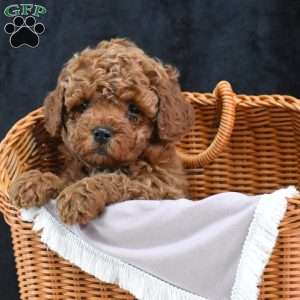 Michael, Havapoo Puppy