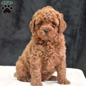 Michael, Havapoo Puppy