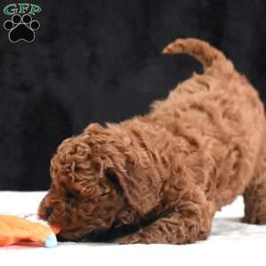 Michael, Havapoo Puppy