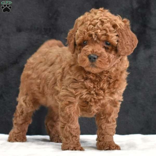 Michael, Havapoo Puppy