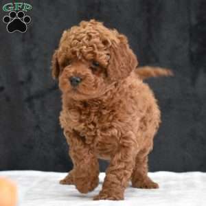 Michael, Havapoo Puppy