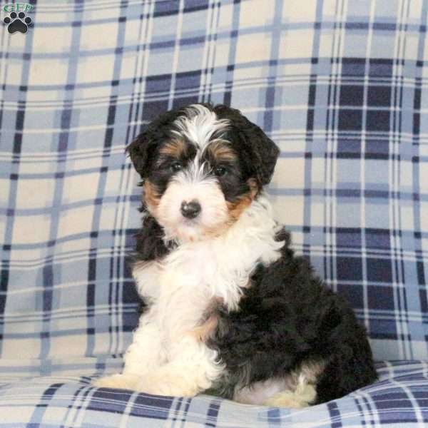 Mickey, Sheltie Mix Puppy