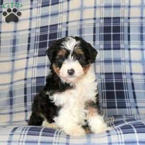 Mickey, Sheltie Mix Puppy