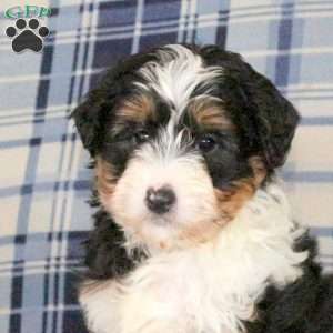 Mickey, Sheltie Mix Puppy