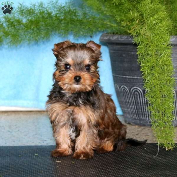 Mickey, Yorkie Puppy