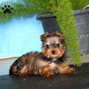 Mickey, Yorkie Puppy