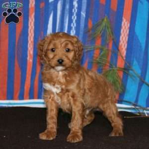 Mickey, Mini Goldendoodle Puppy