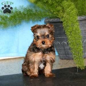 Mickey, Yorkie Puppy