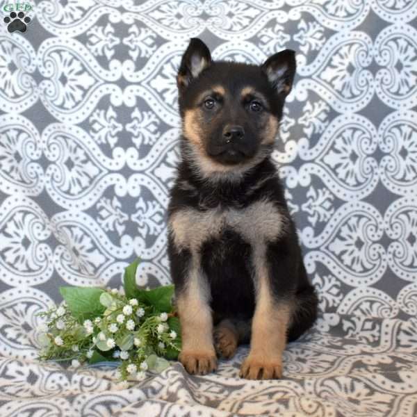 Midnight, German Shepherd Puppy