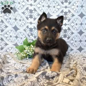 Midnight, German Shepherd Puppy