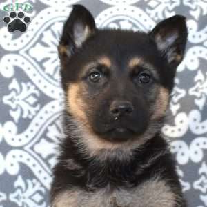 Midnight, German Shepherd Puppy