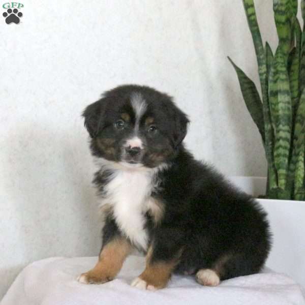 Mighty, Miniature Australian Shepherd Puppy