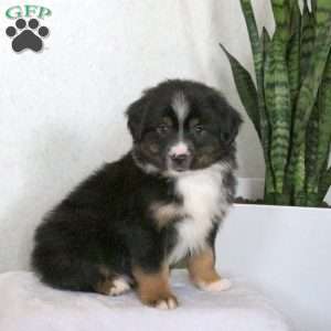Mighty, Miniature Australian Shepherd Puppy