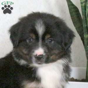 Mighty, Miniature Australian Shepherd Puppy