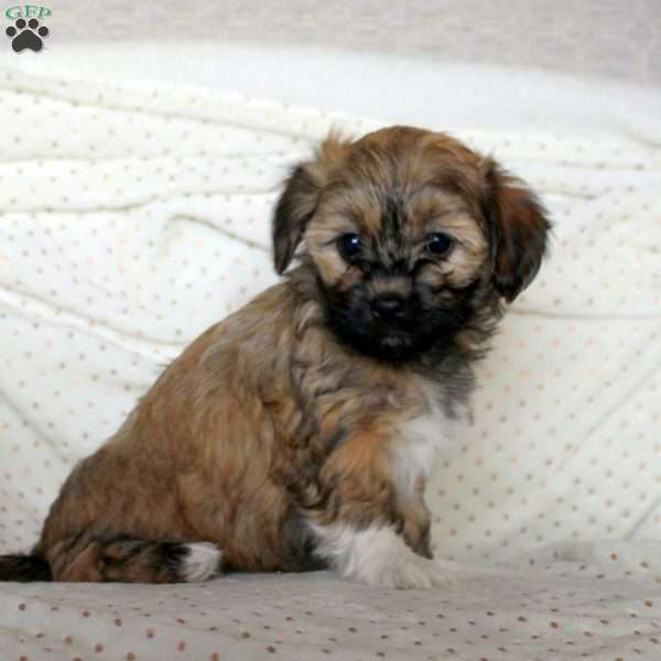 Mila, Havanese Puppy