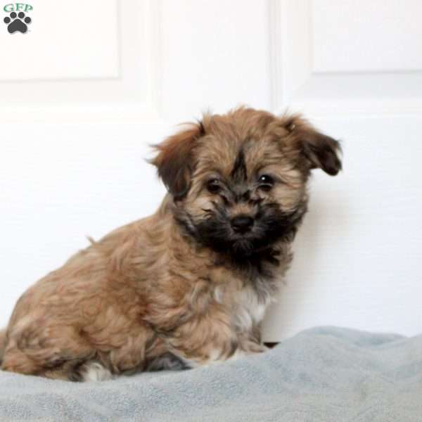 Mila, Havanese Puppy