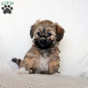 Mila, Havanese Puppy