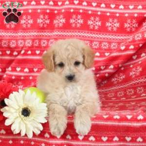Mila – F1B, Mini Labradoodle Puppy