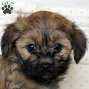 Mila, Havanese Puppy