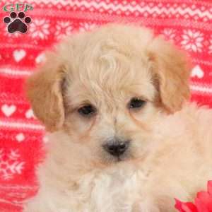 Mila – F1B, Mini Labradoodle Puppy