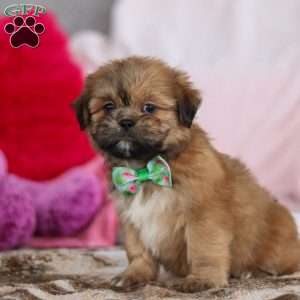 Miles, Lhasa Apso Puppy