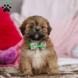 Miles, Lhasa Apso Puppy