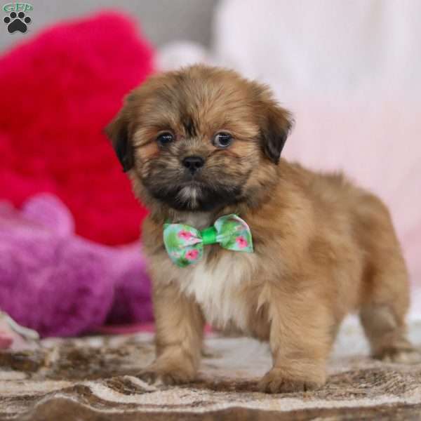 Miles, Lhasa Apso Puppy