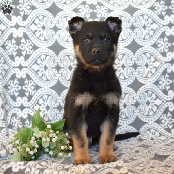 Miles, German Shepherd Puppy