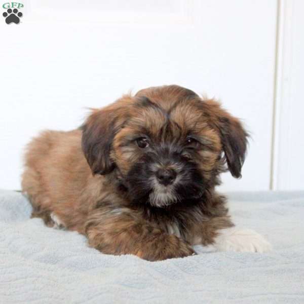 Miles, Havanese Puppy