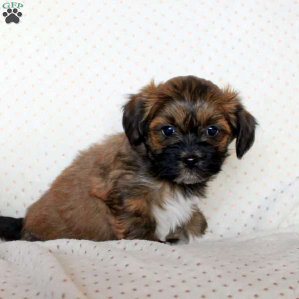 Miles, Havanese Puppy