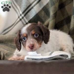 Miles, Dachshund Puppy