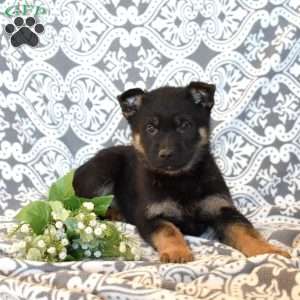 Miles, German Shepherd Puppy