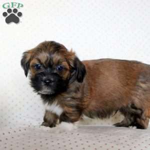 Miles, Havanese Puppy